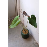 Anthurium Chamberlanianum 'Rom's Red'