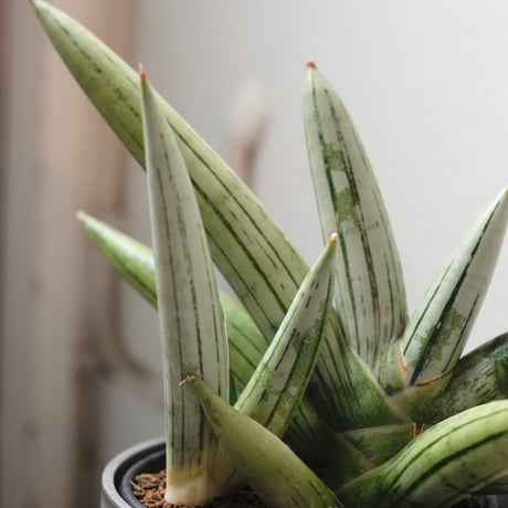 サンスベリア | STORES