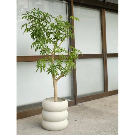 Schefflera arboricola