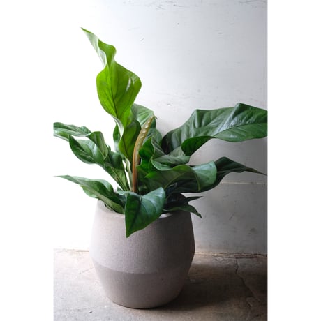 Anthurium "Jungle bush"