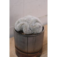 Mammillaria carmenae