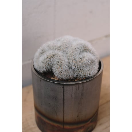 Mammillaria carmenae