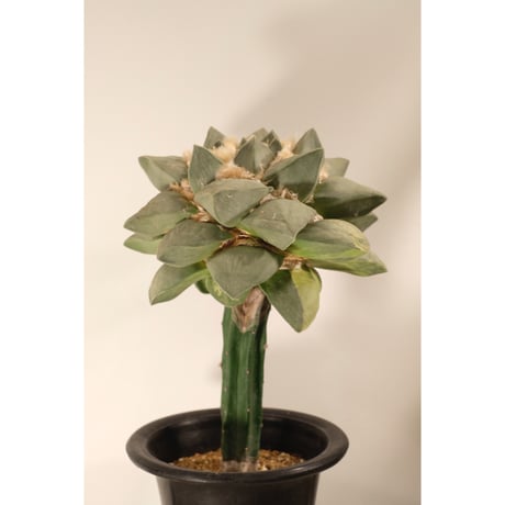 Ariocarpusretusus "玉牡丹"