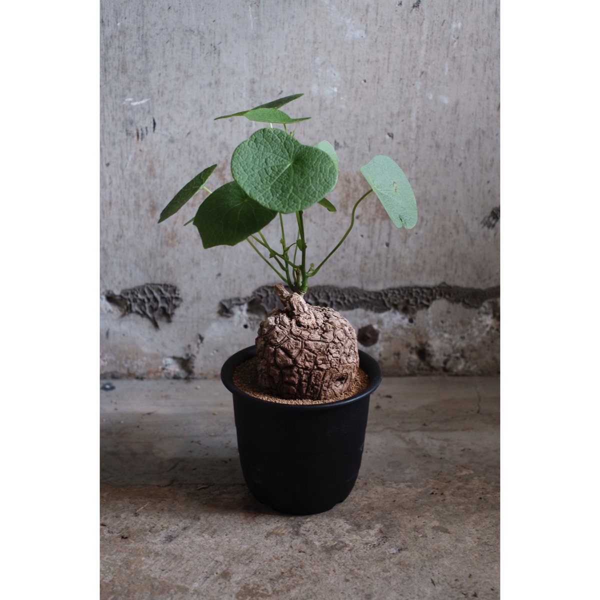 ステファニア スベローサ Stephania suberosa 発根発芽済み 塊根