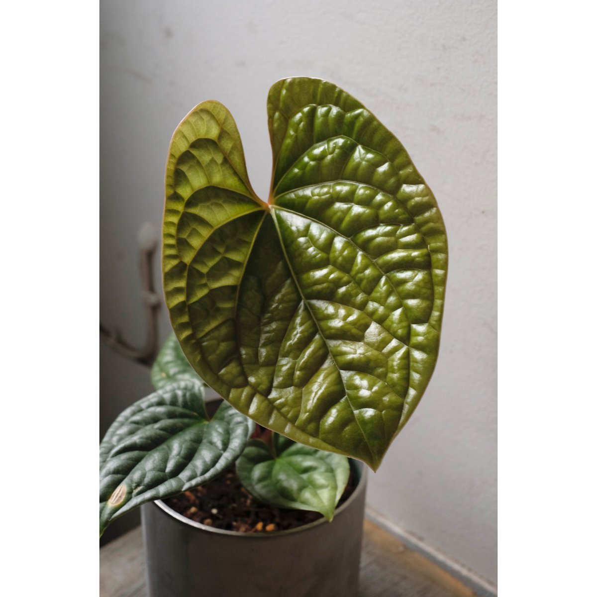 アンスリウム　ルクスリアンス　Anthurium Luxurians Anthurium luxurians | SAI botanical works