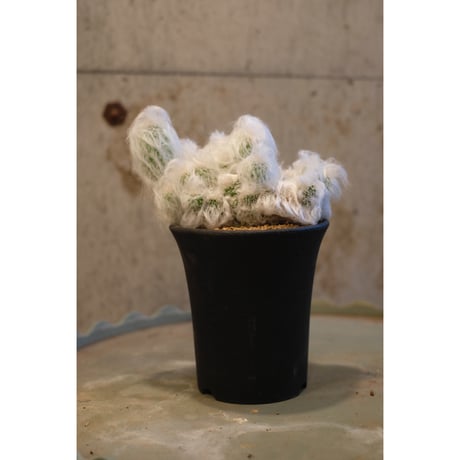 Espostoa huanucensis monst "幻楽"