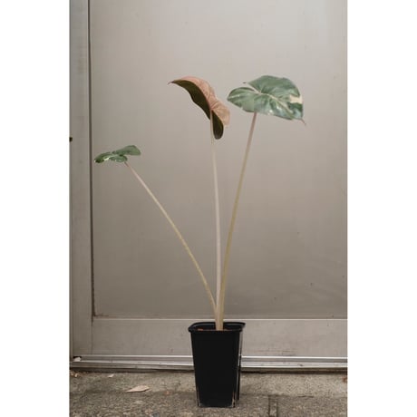 Alocasia yucatan princess variegata