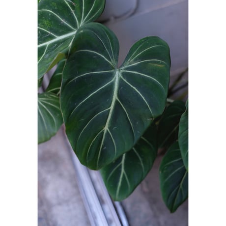 Philodendron gloriosum