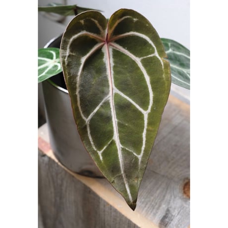 Anthurium  Red crystallinum Michelle×Michelle