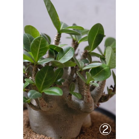 Adenium arabicum Dwarf