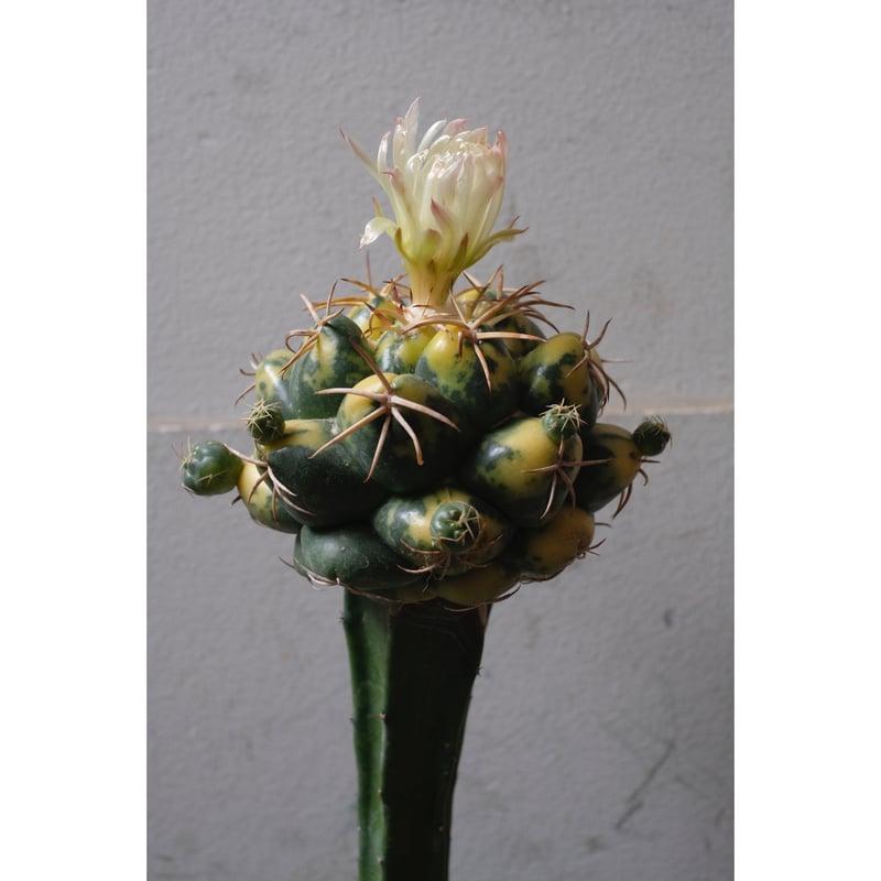 Coryphantha elephantidens 