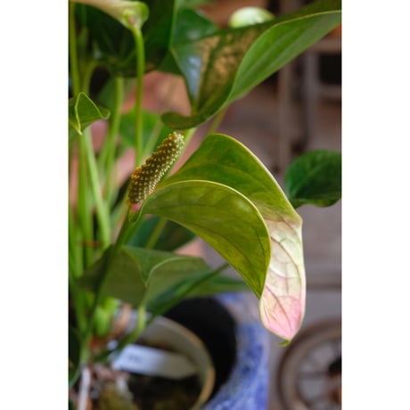 Anthurium andreanum 'Joli Pulse'