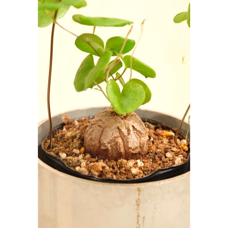 Dioscorea elephantipes Dioscorea elephantipes