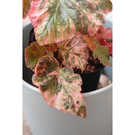 Begonia "Midnight sun"