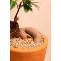 Ficus microcarpa