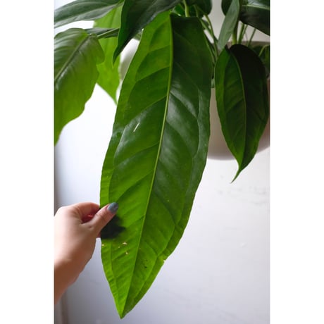 Anthurium pendulifolium