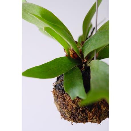 Platycerium bifurcatum