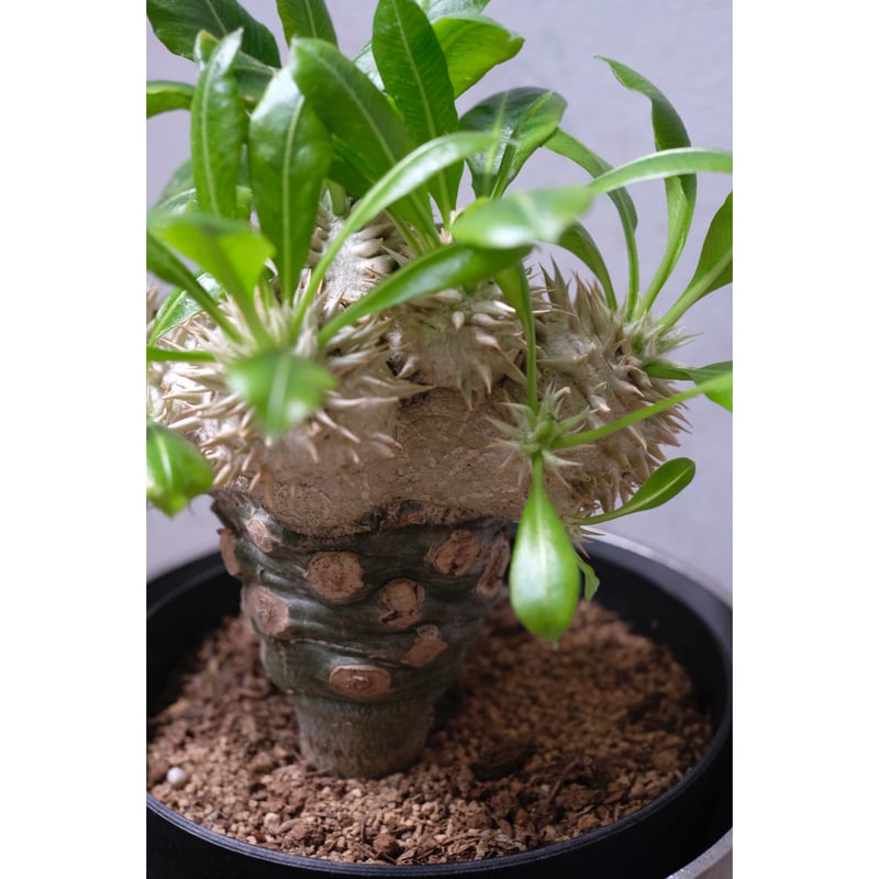 パキポディウム 恵比寿笑い Pachypodium brevicaule ⑦ P. brevicaule ／ 恵比寿笑い レモンクリーム🌼 オトンナの花が
