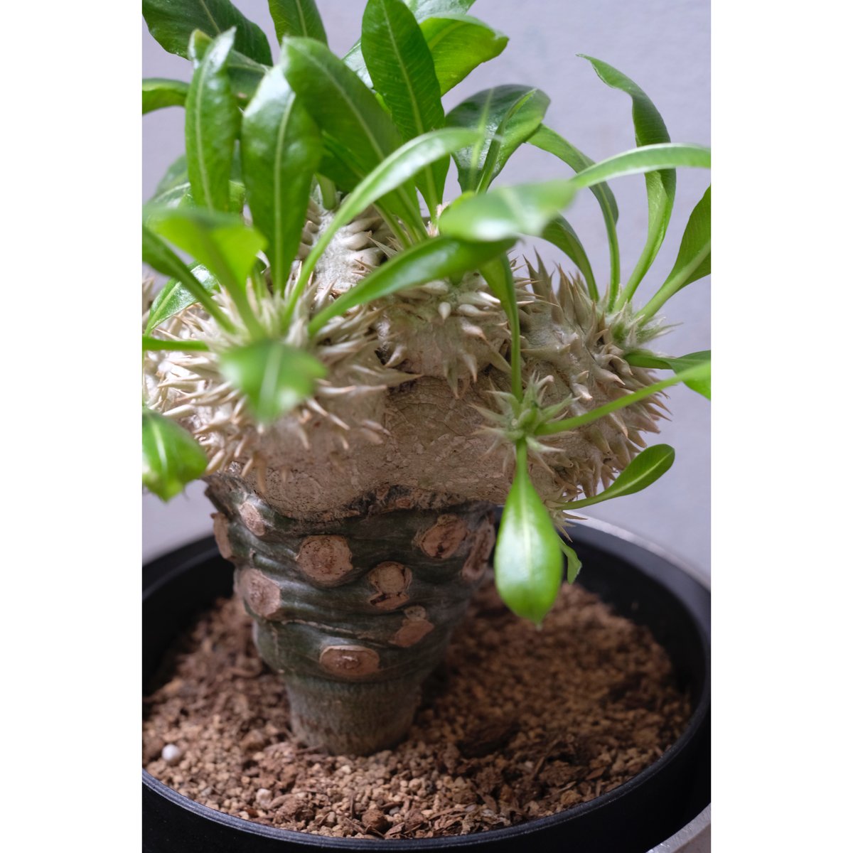 Pachypodium brevicaule 