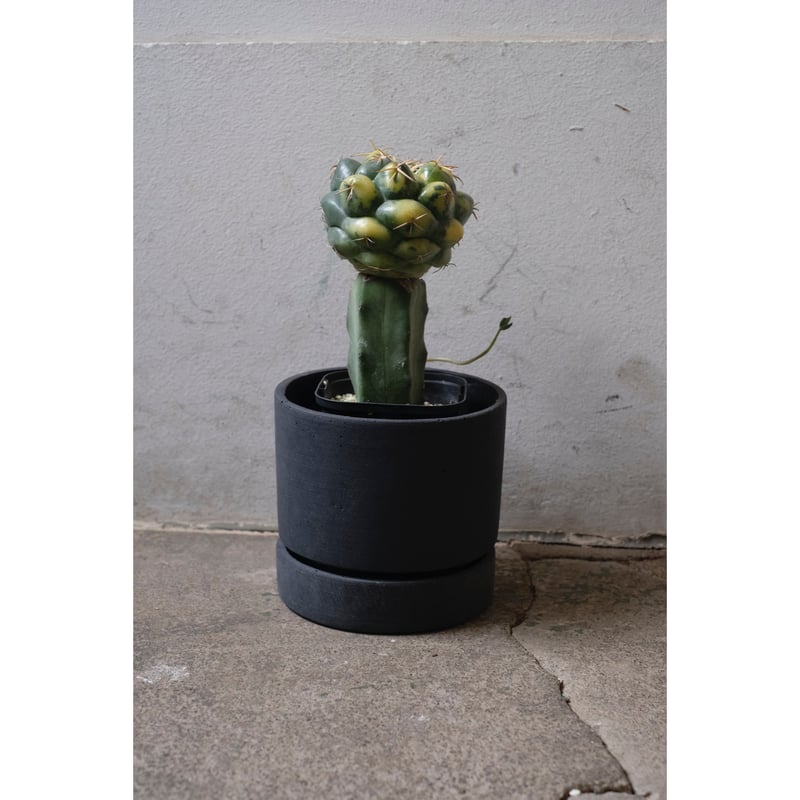 Coryphantha elephantidens 