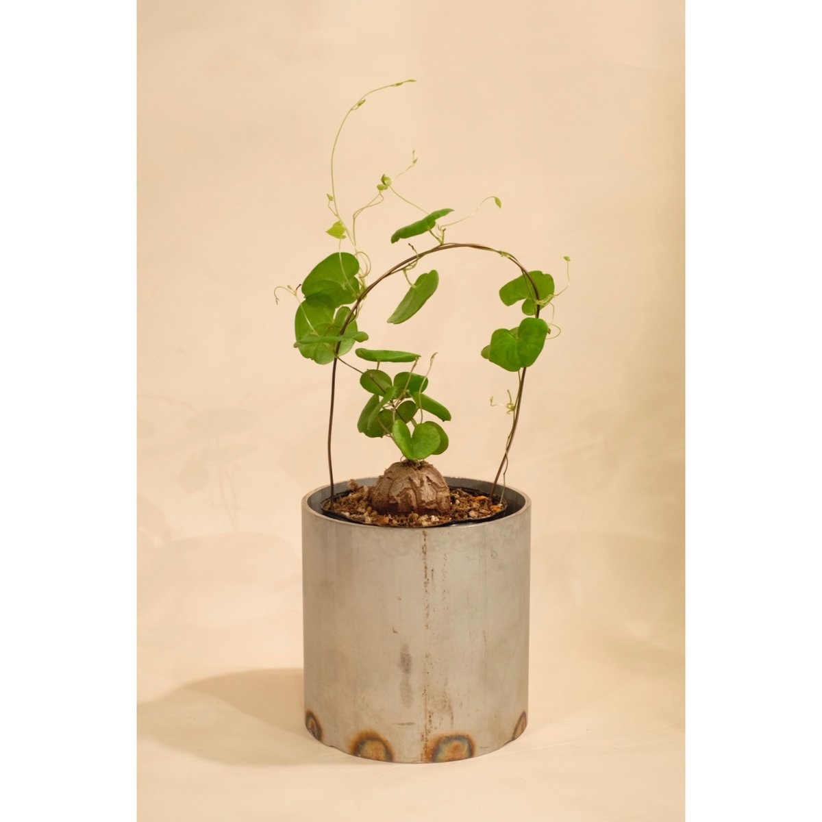 GIRUVI Dioscorea Elephantipes 亀甲竜 Dioscorea elephantipes 