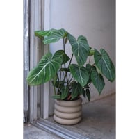 Philodendron gloriosum