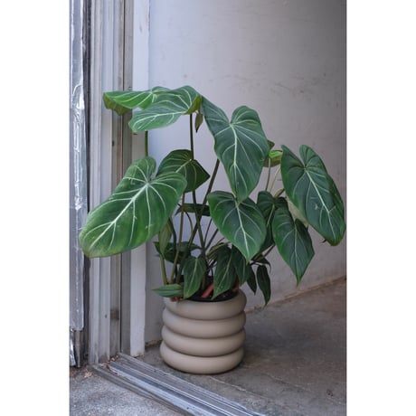 Philodendron gloriosum