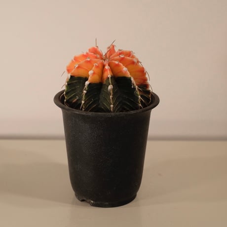 gymnocalycium friedrichii LB 2178 variegata aguadulce