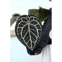 Anthurium Michelle by DOCBLOCK