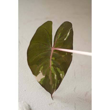 Alocasia yucatan princess variegata