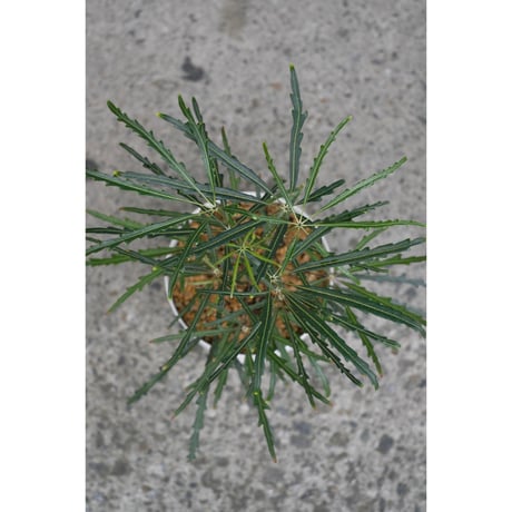 Dizygotheca elegantissima in the Mr.KITLY