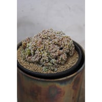 Turbinicarupus pseudomacrochele f. monst.