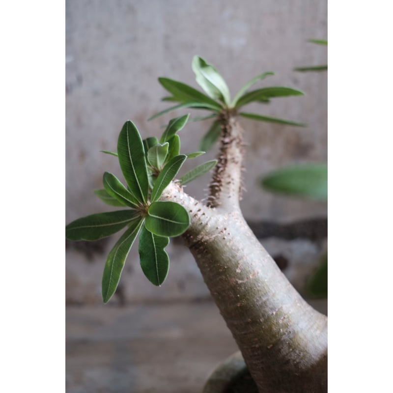 Pachypodium rosulatum gracilius | SAI botanical...