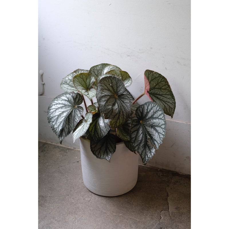 peculiarman　Begonia 5点同梱発送 Begonia U309 | SAI botanical works