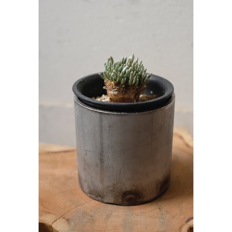 アボニアクイナリア | STORES