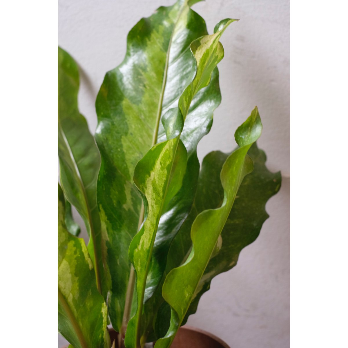 【HS】アンスリウム　斑入り HS】アンスリウム 斑入り アンスリウム フーケリー 斑入り | GREEN LUCK