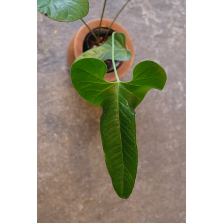 Anthurium sp. 'El Condor'