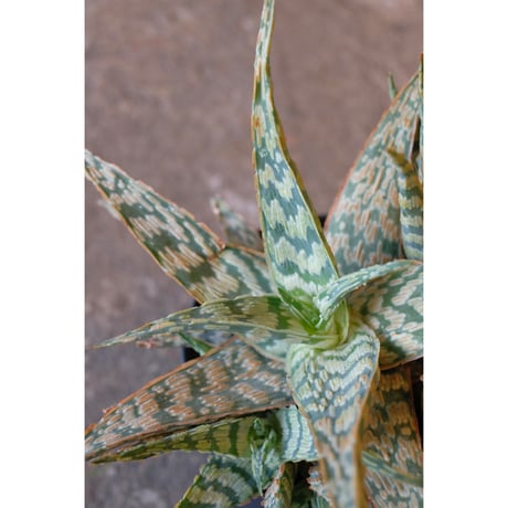 Aloe