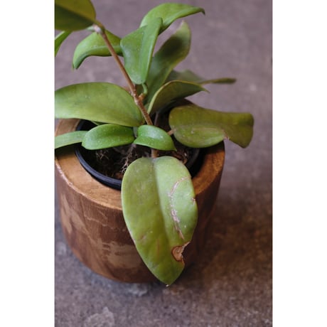 Hoya monetteae