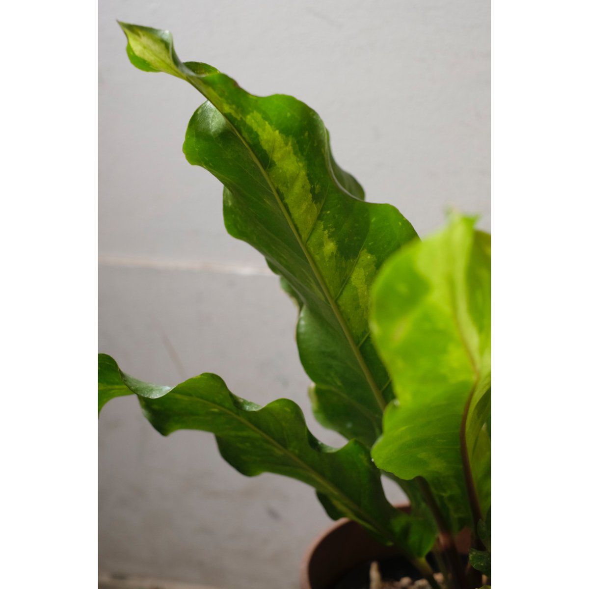 Anthurium 