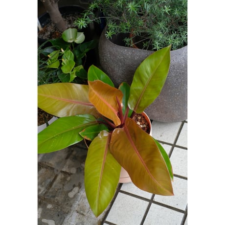 Philodendron 'prince of orange' in the Mr.KITLY