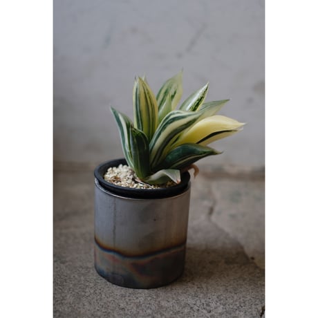 Haworthia  retusa
