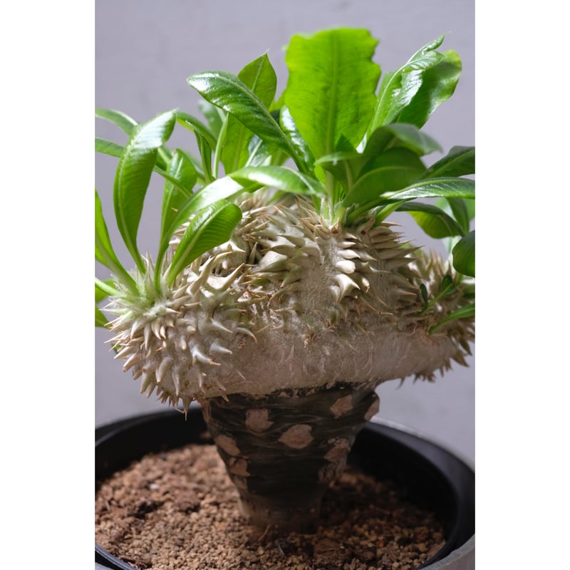 パキポディウム 恵比寿笑い Pachypodium brevicaule ⑦ パキポディウム 恵比寿笑い | GREEN LUCK