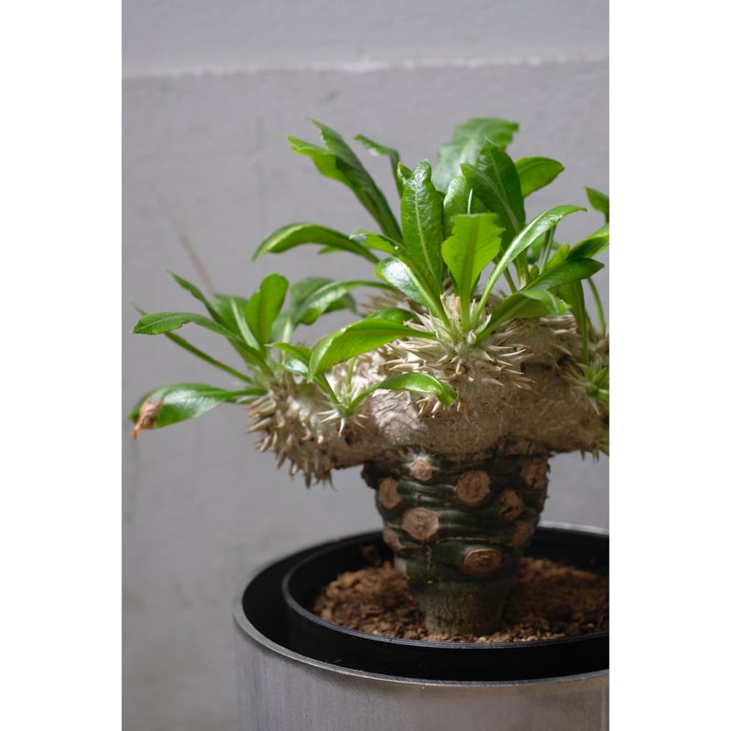Pachypodium brevicaule 