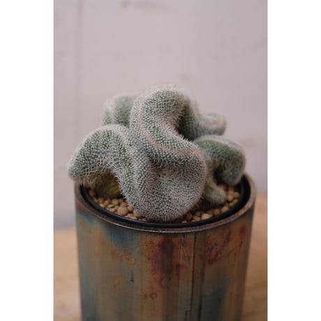 Mammillaria hahniana