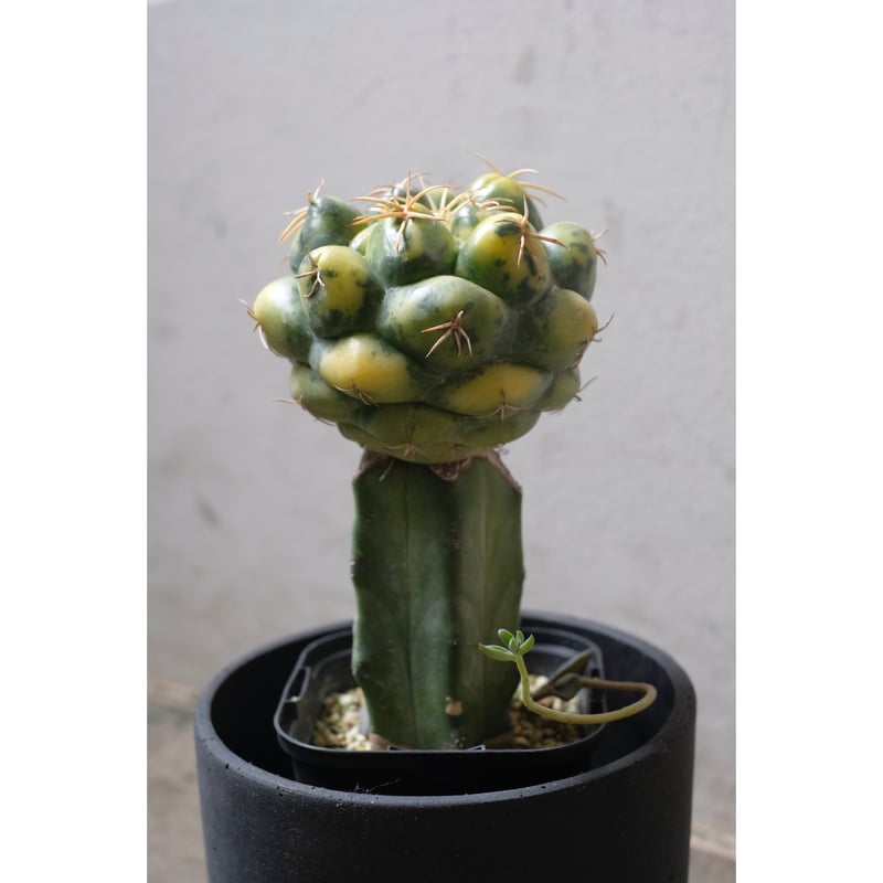 Coryphantha elephantidens 