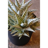 Aloe