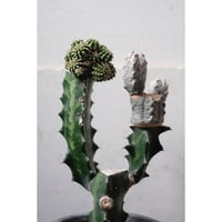 Euphorbia abdelkuri &sepulta