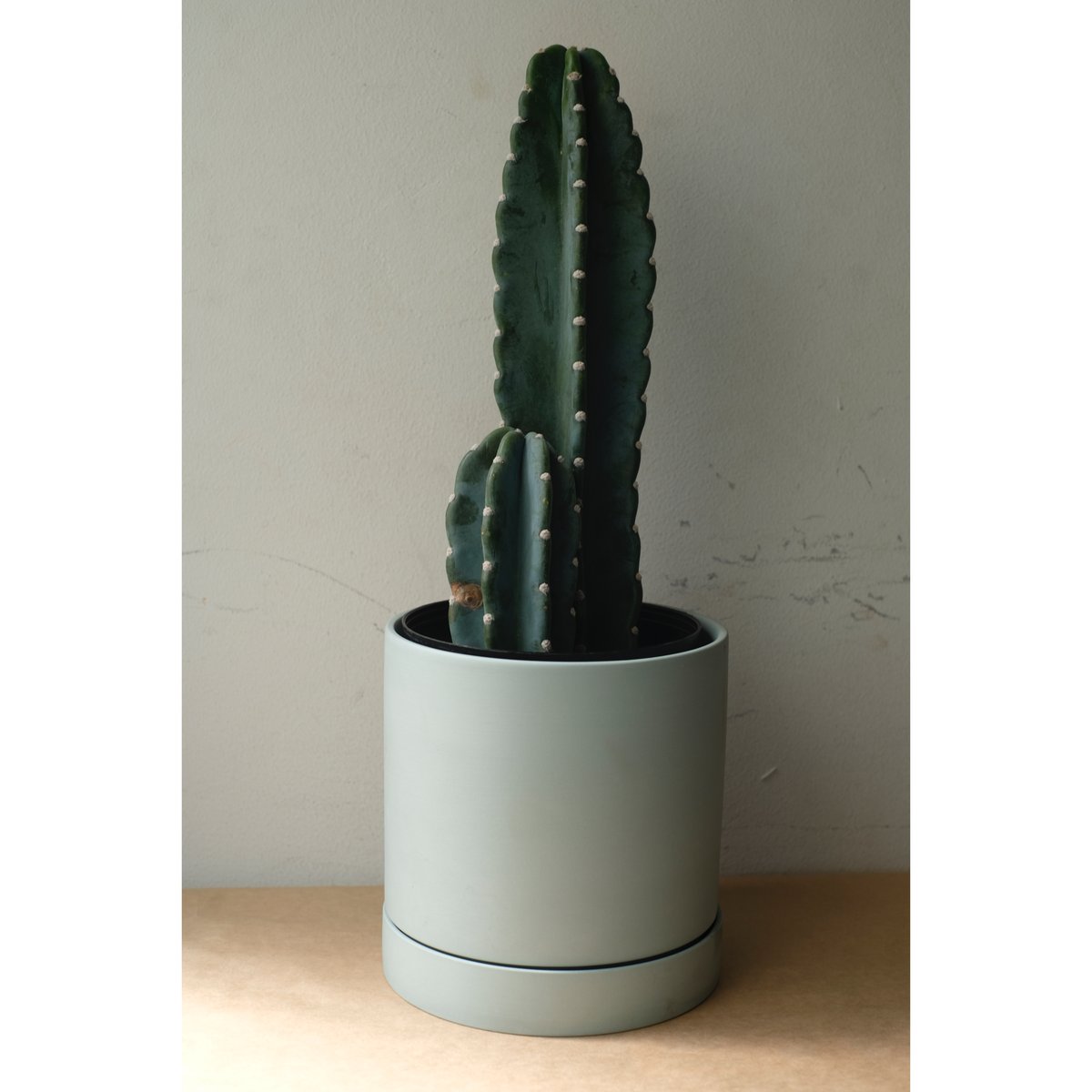 サボテンページ Cereus peruvianus | SAI botanical works