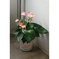 yoshinori takemura pot